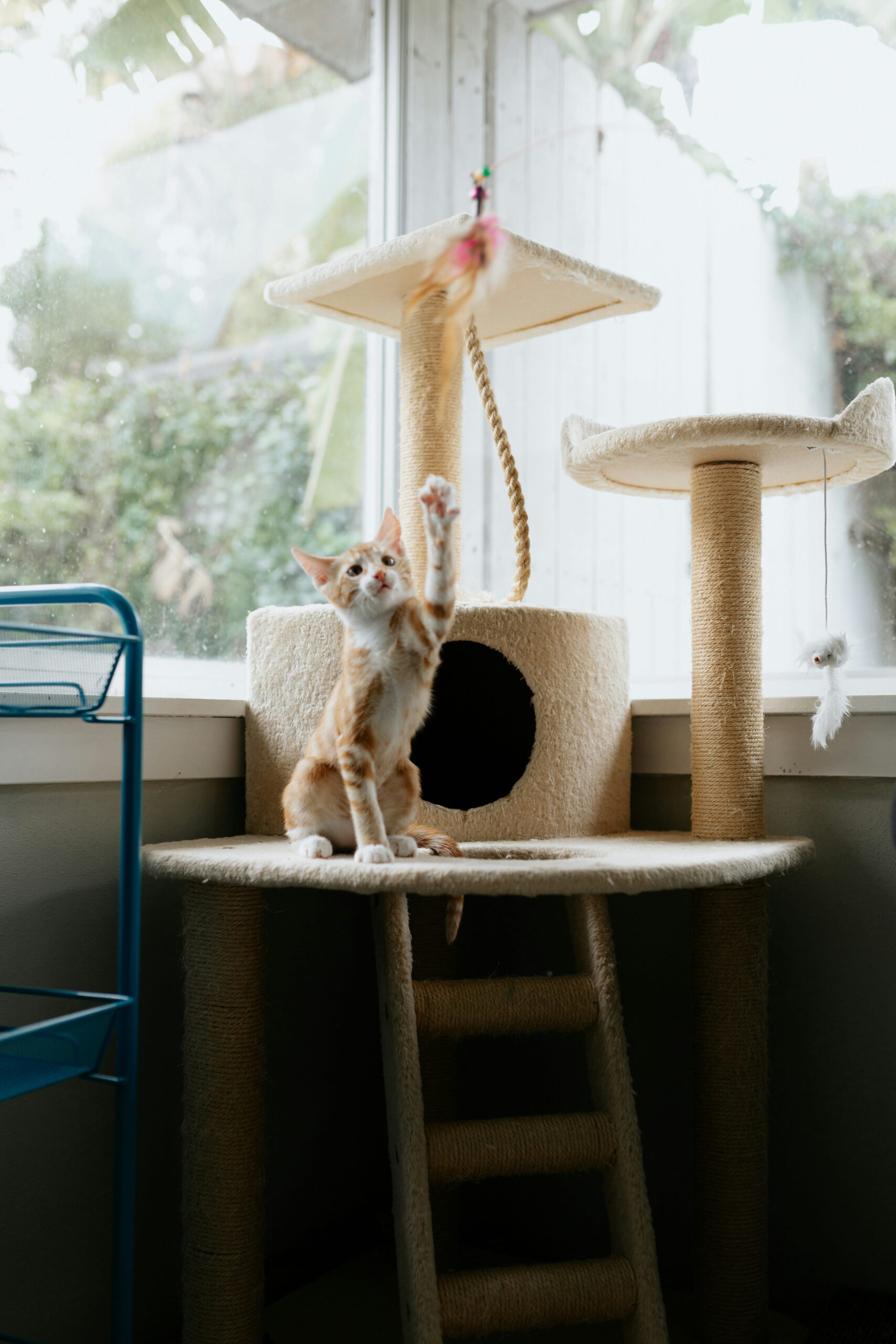 Aménagez un espace pour votre animal